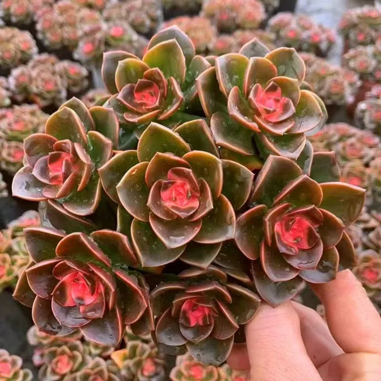 巧克力锦【满15包邮】