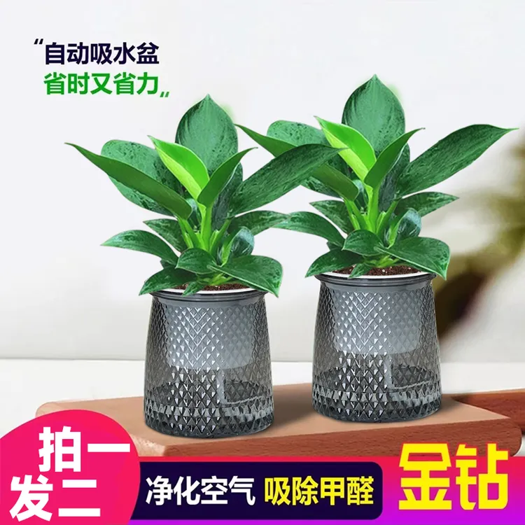 【 买一送一】金钻盆栽室内净化空气美观桌面绿植办公室四季常青