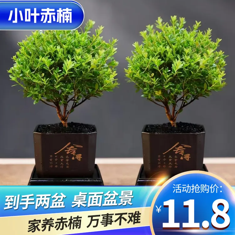 【小叶赤楠】（到手两盆）老桩盆景茶室绿植净化空气美观造型盆栽  商品图