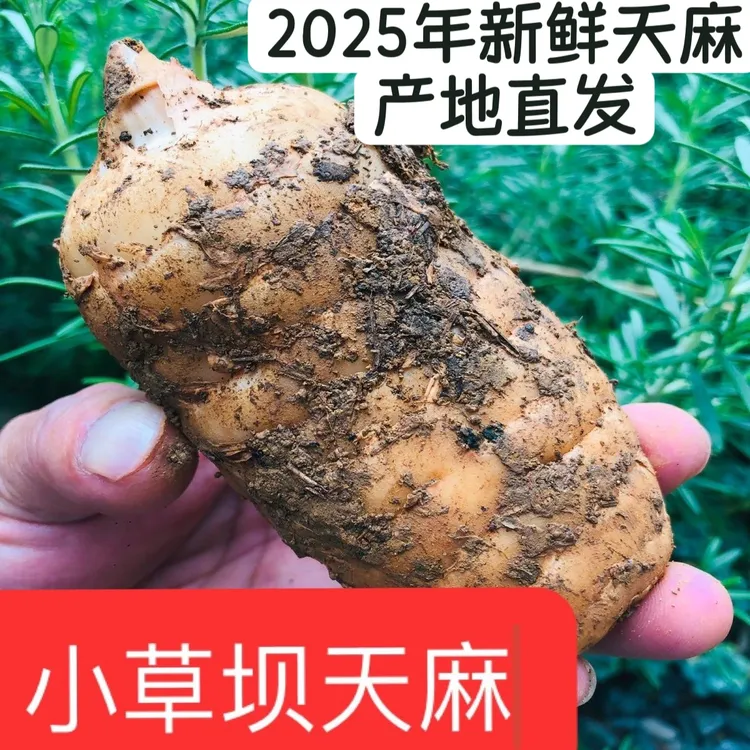 新鲜天麻云南昭通天麻小草坝正宗仿野生种植带泥发货1斤/3斤/5斤