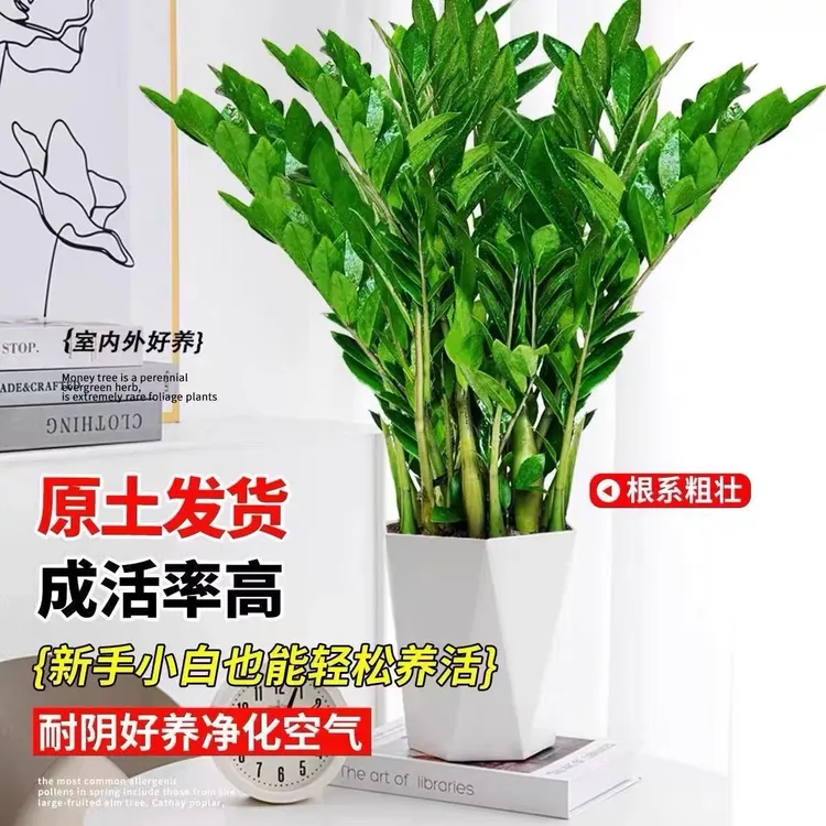 【基地直销】85-100cm老庄金钱树盆栽室内客厅四季常青常绿绿植花卉