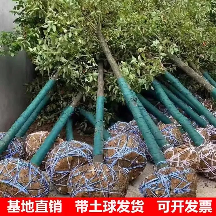 香樟树苗大树大小叶驱蚊防虫四季常青南北方耐寒大型工程绿化苗木