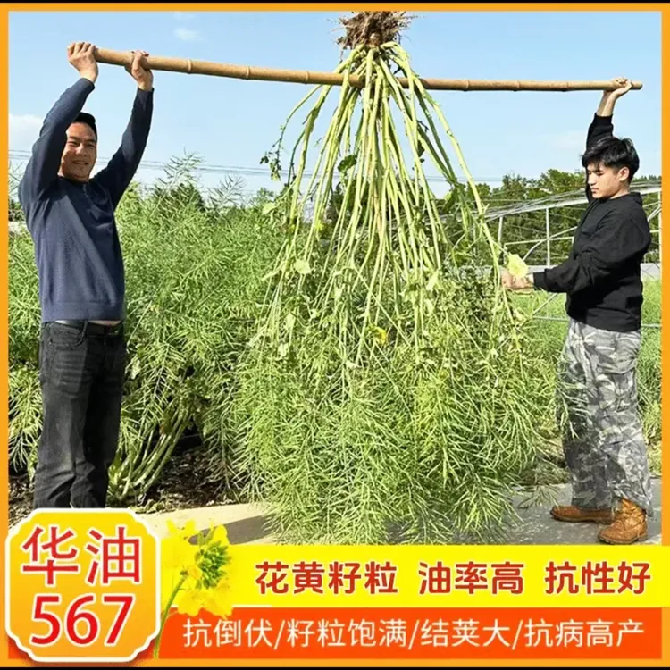世纪星华油567油菜种子油菜种花黄籽强分支抗病抗倒早熟高产矮杆