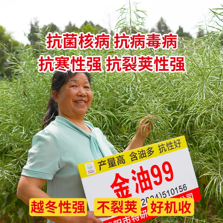 买2送1金油99油菜种子抗寒抗倒高产杂交油菜籽种出油多优质送硼肥