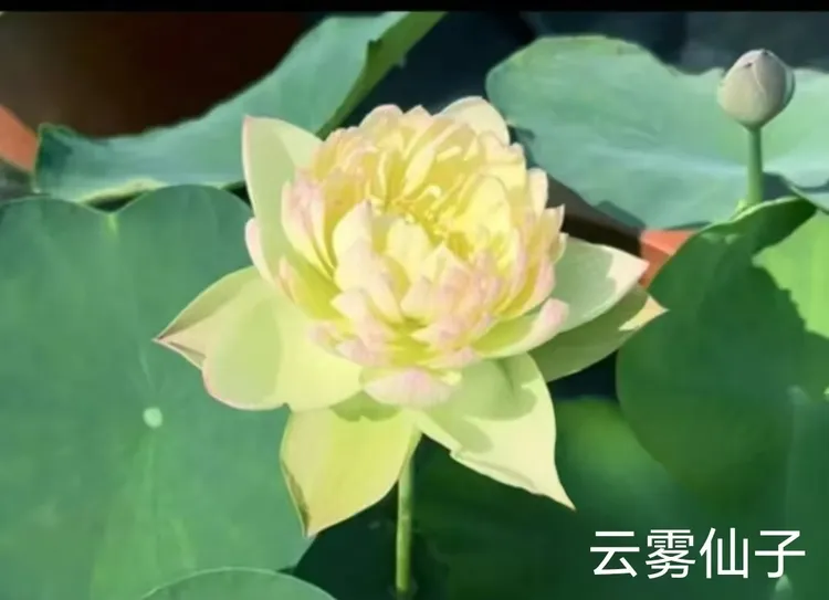 大型观赏型荷花四季盆栽池载荷花.庭院.别墅.农庄.鱼池工程造景.