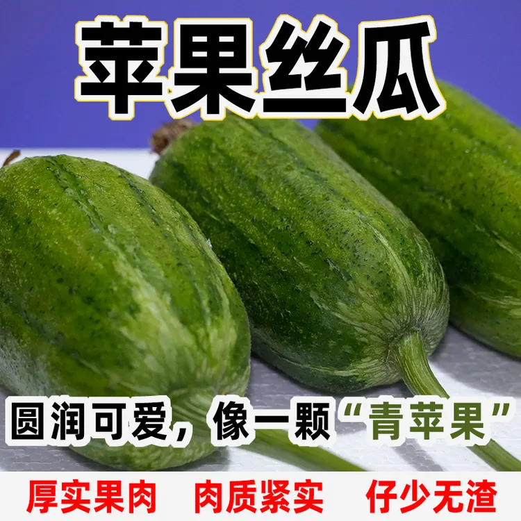 苹果丝瓜现摘现发坏果包赔云南种植苹果丝瓜鲜嫩多汁苹果丝瓜3斤