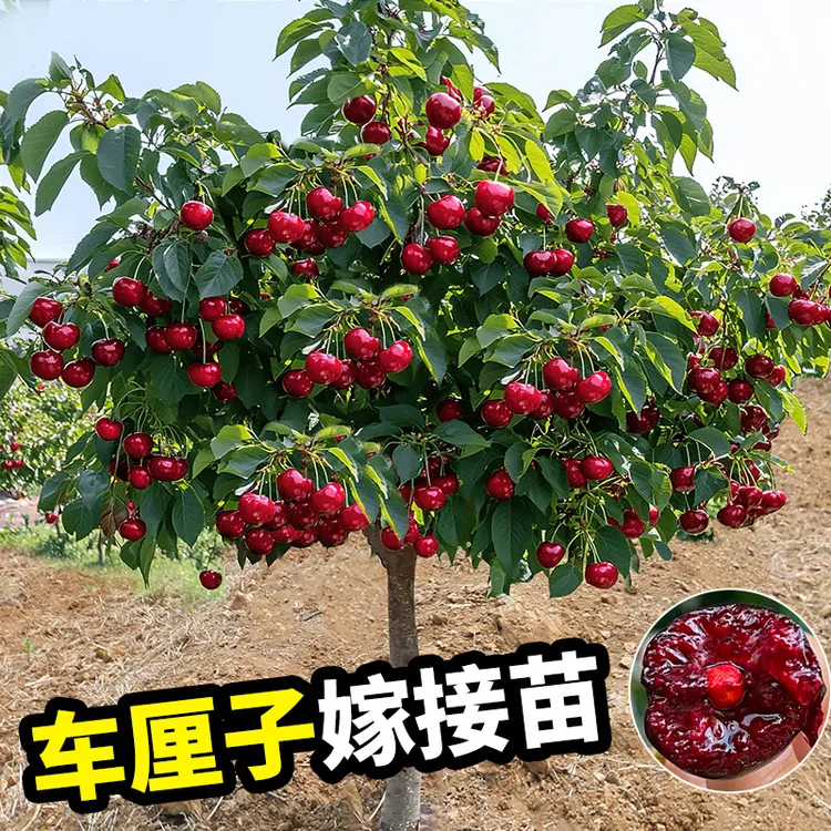 车厘子树苗正宗特大樱桃树苗嫁接果树果苗庭院盆栽名贵南北方种植