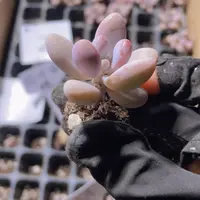 精品2桃蛋一米一颗