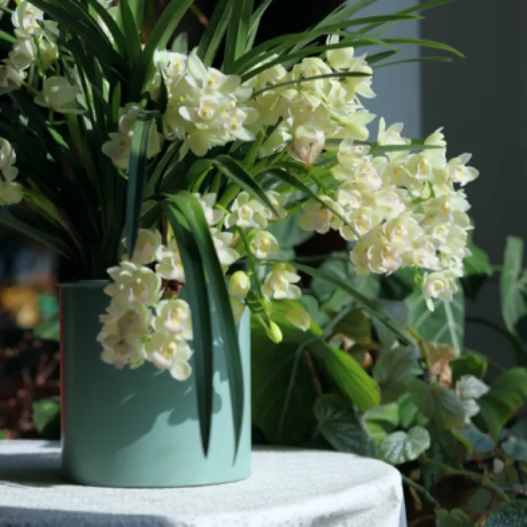 白色【白玉香兰】杂交兰带香味盆栽绿植好养花