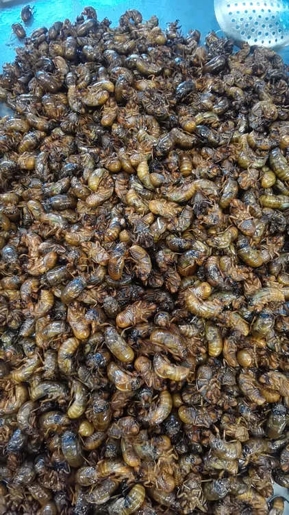 金蝉知了爬叉侯鲜活速冻锁鲜100只顺丰包邮