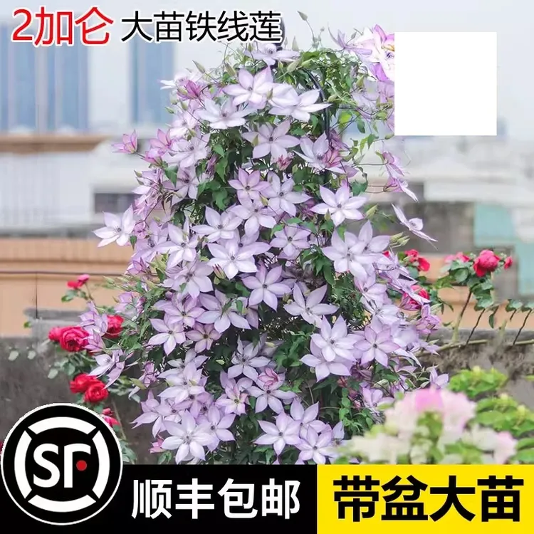 2加仑铁线莲种根花苗紫色爬藤植物庭院阳台盆栽耐寒四季开花绿植