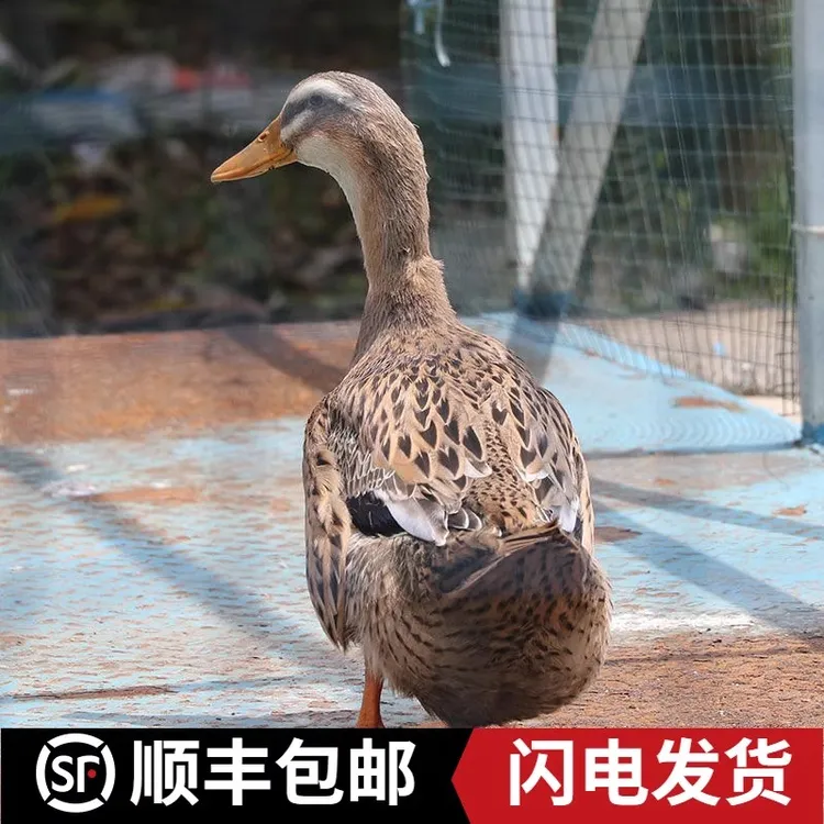 农家散养3年老鸭子5-6斤土鸭新鲜现杀顺丰发货