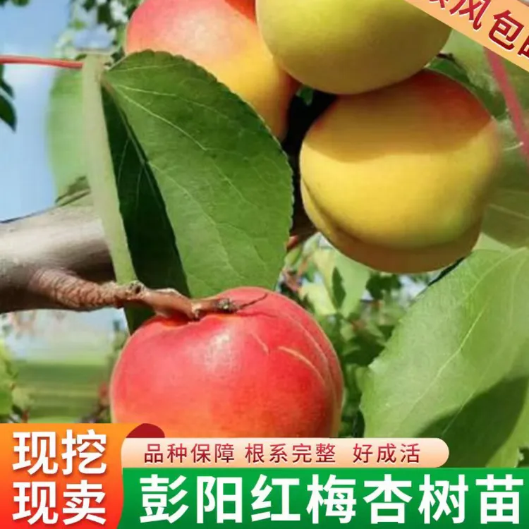 正宗彭阳红梅杏树苗果树嫁接苗南北方杏子苗庭院地栽行道苗杏子树
