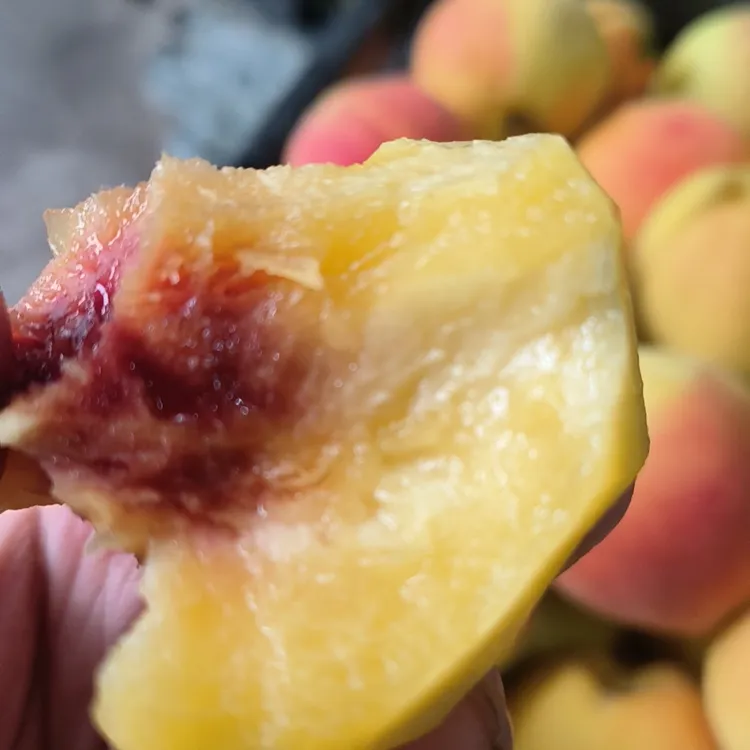 云南宣威脆软两吃现采现摘高山锦绣黄桃脆甜多汁新鲜应季水果