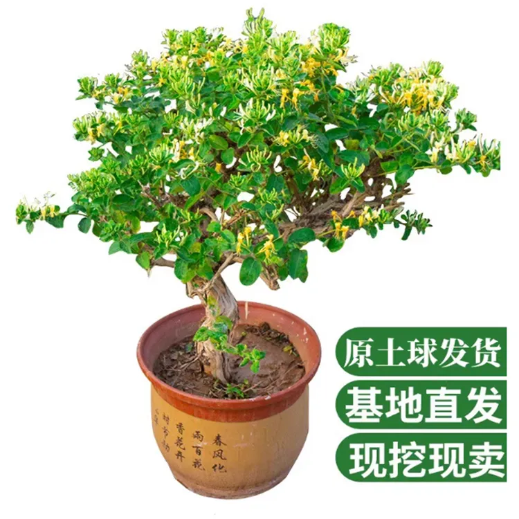 金银花苗耐寒植物鸳鸯藤树苗爬藤攀援花卉金银花盆栽浓香四季开花