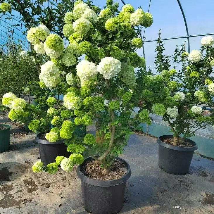 中华木绣球大花斗球绣球花耐寒耐热庭院阳台盆栽地栽四季栽种