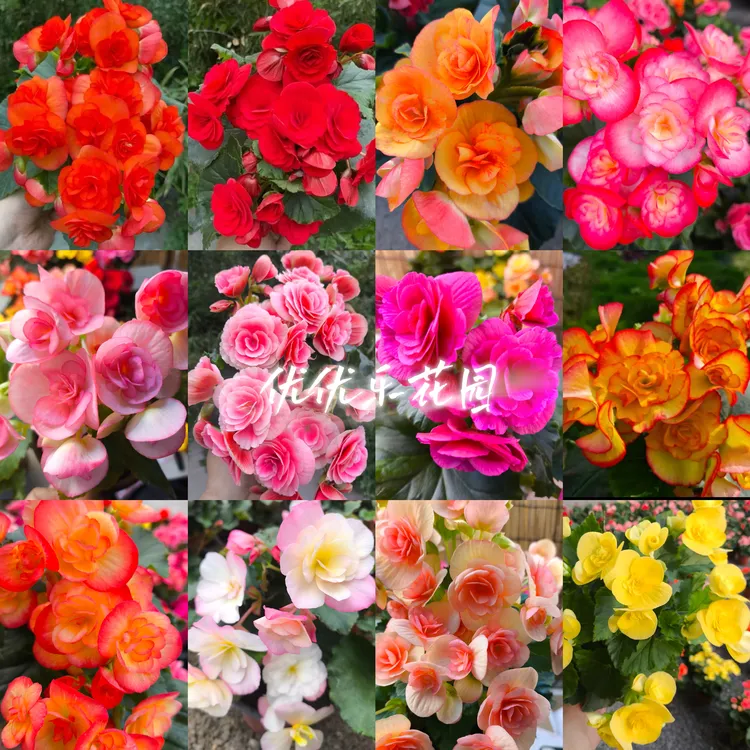 【丽格玫瑰四季海棠】130盆栽室内观赏花卉基地直发  途中死亡包赔 