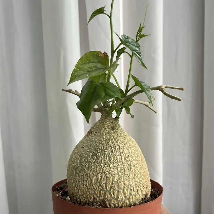 睡布袋睡布袋大老桩钱袋子球状块根趣味爬藤多肉植物盆栽