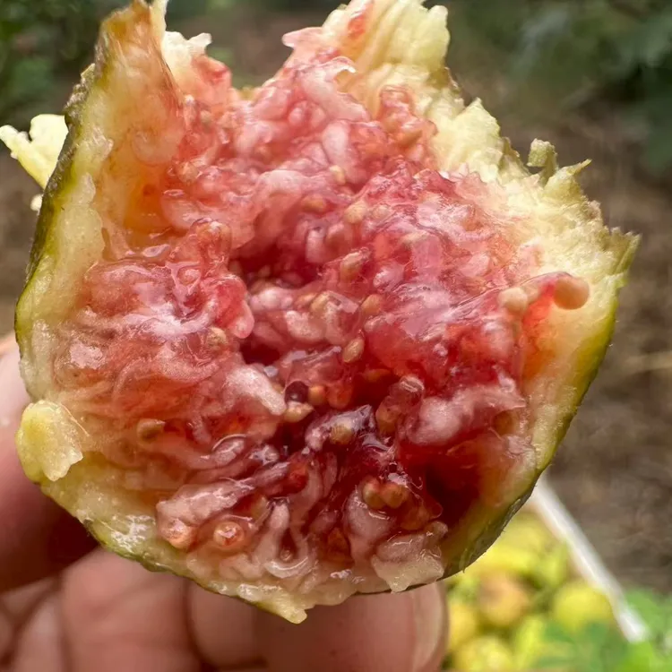 巴劳奈自然烘干果条无花果