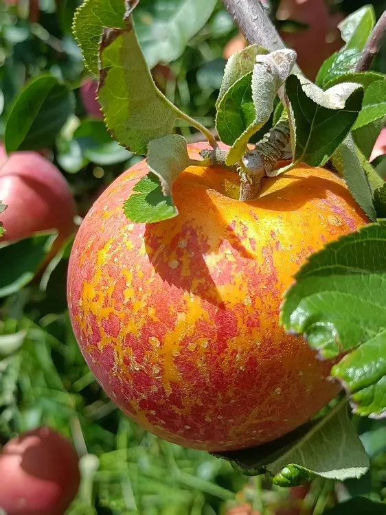 云南昭通丑苹果红富士冰糖心新鲜现摘脆甜多汁