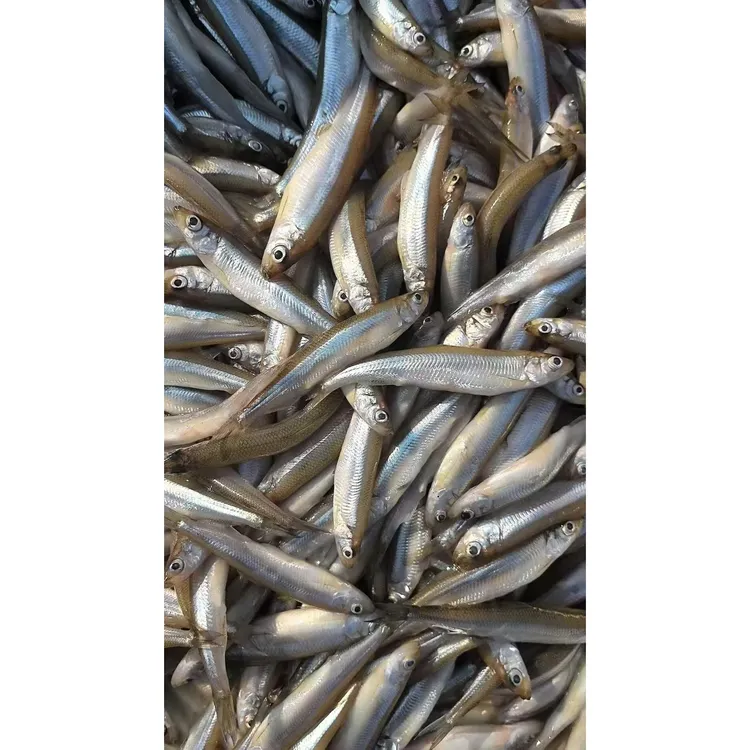 黄瓜香鱼，速冻三袋六斤重