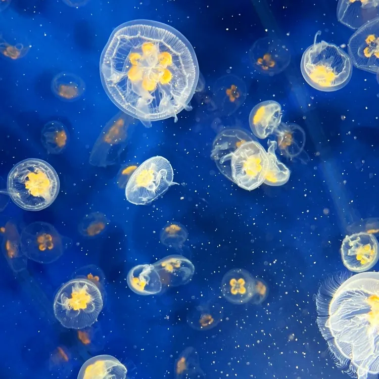 活体水母赤月海月海星无毒家养灯塔宠物家里家养养殖生态套餐套装