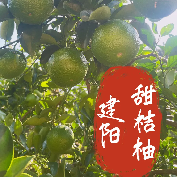 福建建阳高山甜桔柚农产品箱装包邮