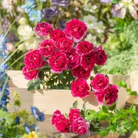 天狼月季 天方夜谭 多季节开灌木夏季耐热浓香花卉