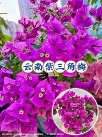 C云南紫三角梅原盆原土发货【运输有掉花掉叶 介意慎拍】