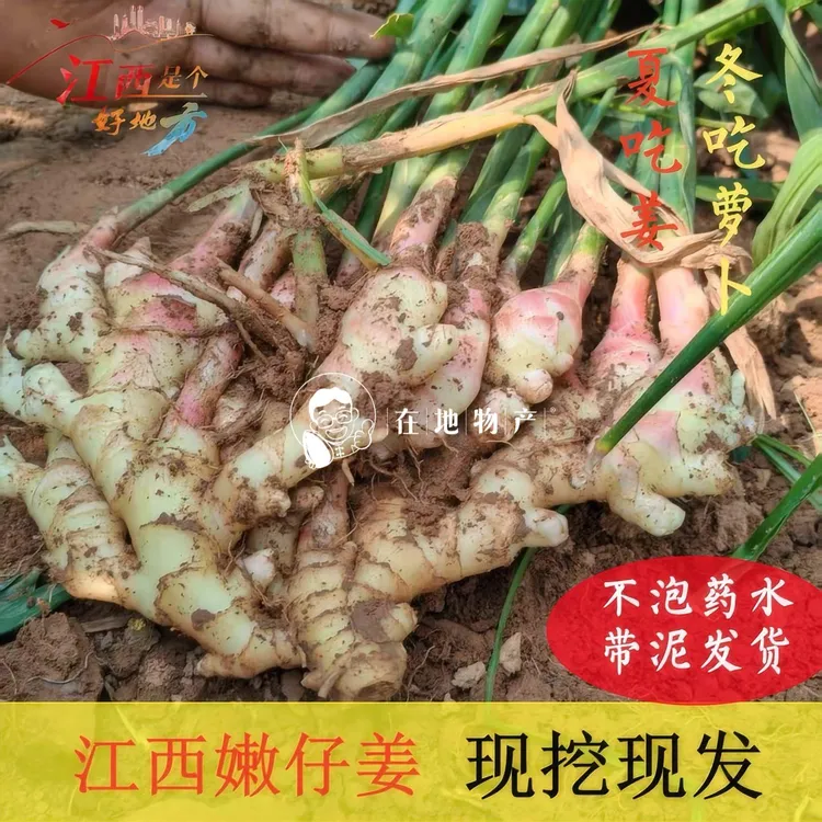 江西鄱阳红芽姜嫩姜仔姜当季新鲜现挖泡姜糖醋姜生腌凉拌清脆爽口