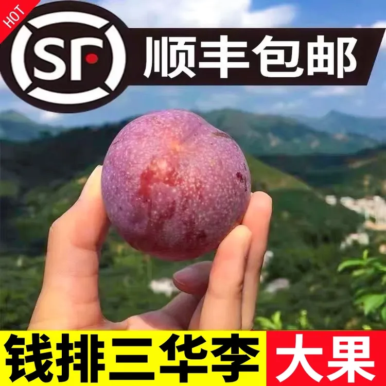 【顺丰速发】信宜钱排三华李红心李酸甜水果多汁当季新鲜非脱骨李