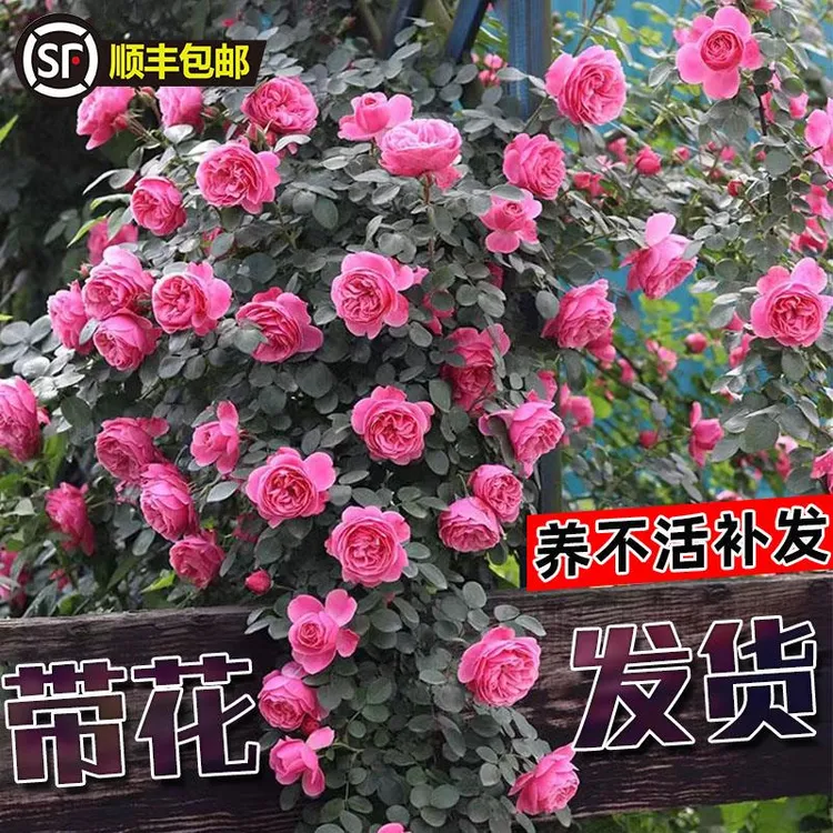 格艺粉色达芬奇爬藤月季花苗藤本多花蔷薇丰花阳台 粉达 玫瑰四季