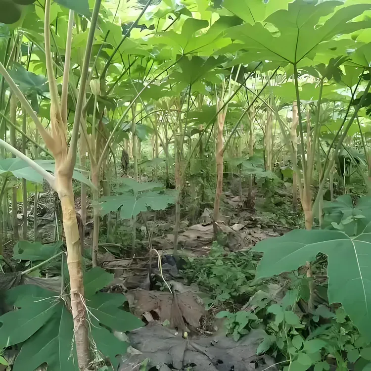 大通草一次种多年收人工驯化新品种适合高低海拔