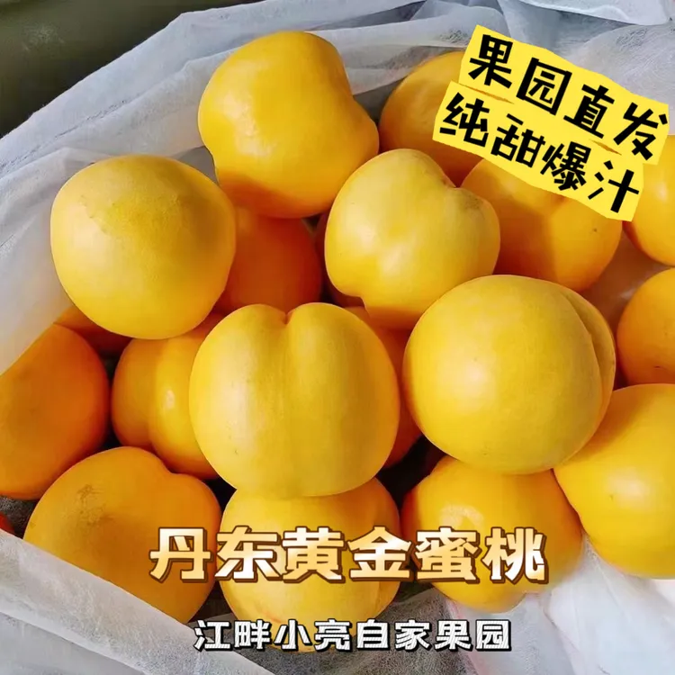 丹东黄金蜜桃 油桃纯甜爆汁 大果礼盒装 江畔小亮自家果园