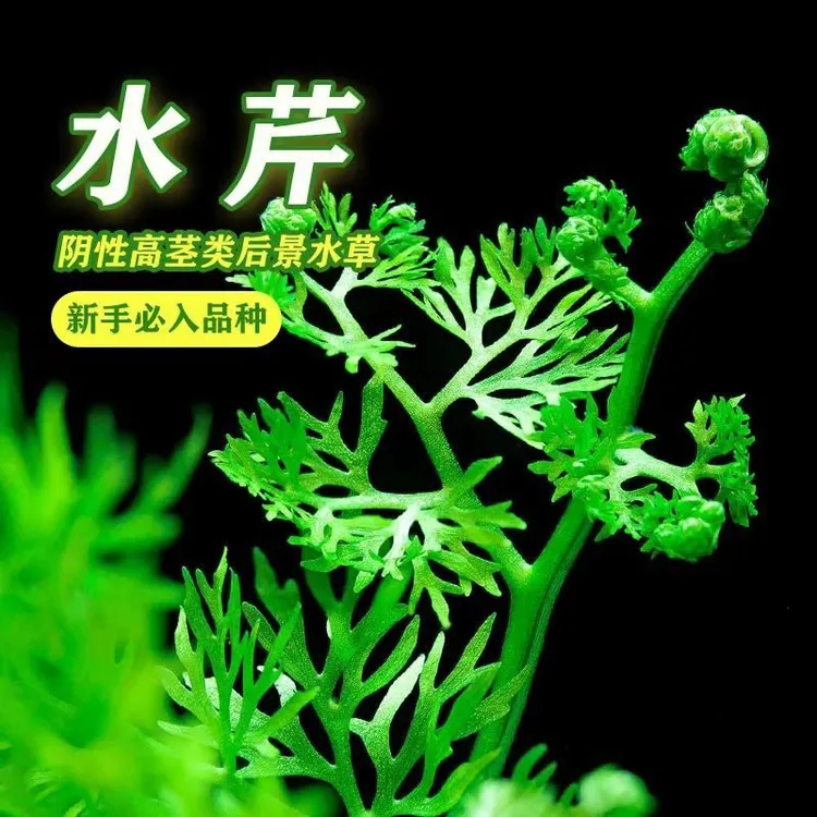 新手懒人水草水罗兰水芹水草鱼缸造景阴性淡水植物增氧新手水草