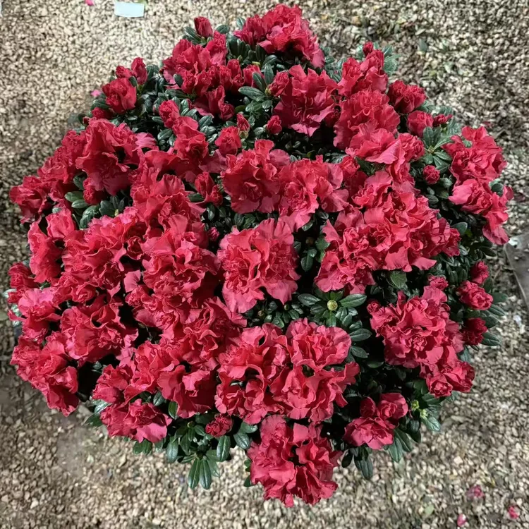 杜鹃花花卉杨梅红喜庆大红色盆栽多季开花绿植物好养易活室内外