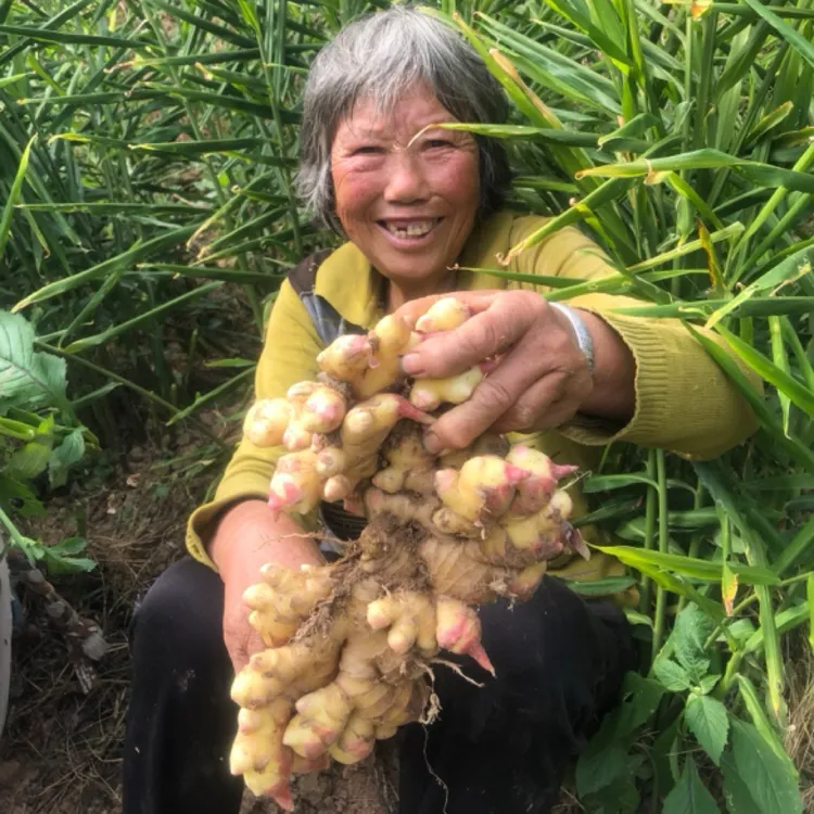 新鲜现挖小黄姜当季新姜老度适中辛辣味足