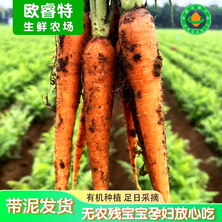 有机胡萝卜 产地带泥直发 3斤5斤宝宝辅食榨汁水果萝卜生吃