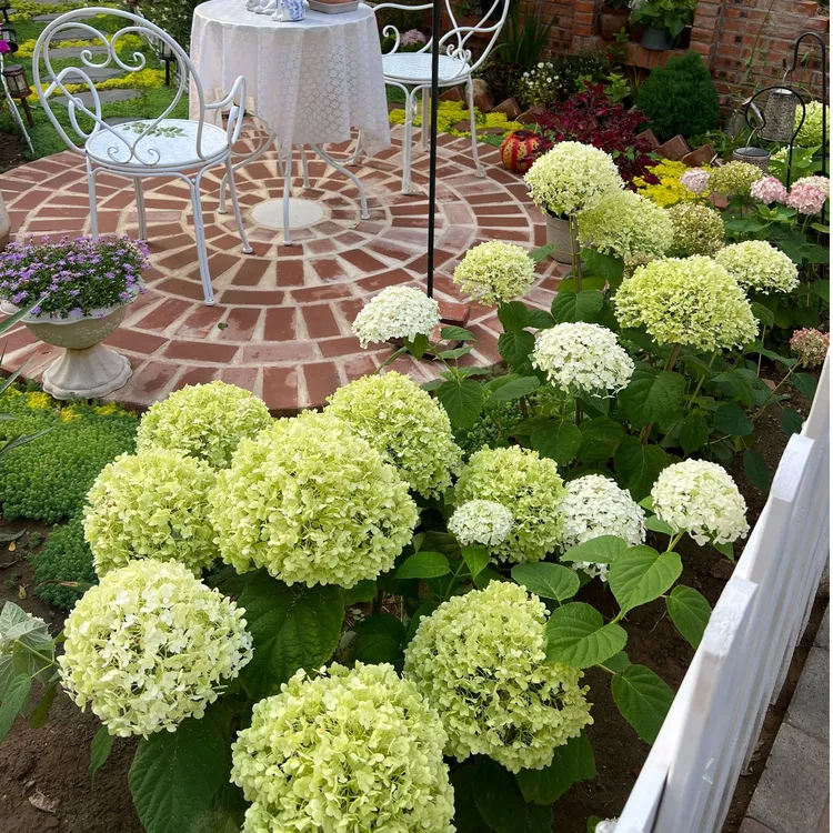 【达人专属】虹越 | 贝拉安娜乔木绣球盆栽苗耐热耐寒庭院花园阳台