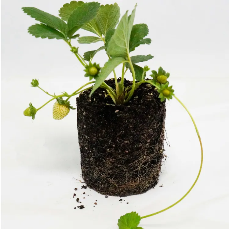 宁玉原土原盆草莓盆栽1.5