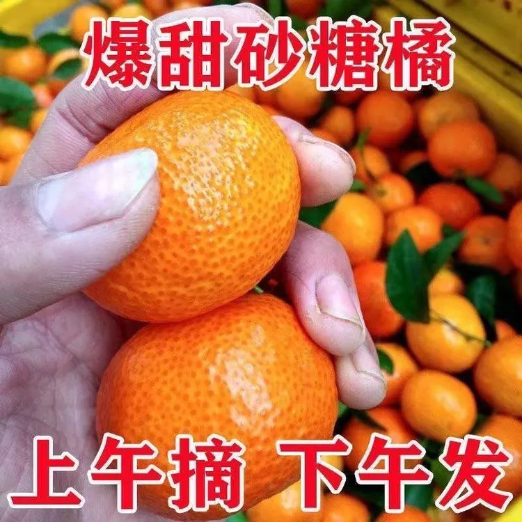 广西砂糖橘新鲜现摘纯甜多汁细嫩多汁香甜应季水果