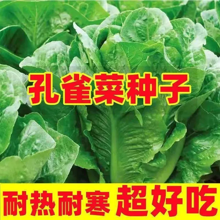 【孔雀菜种子】正品孔雀菜直立油麦菜罗马生菜沙拉菜农家蔬菜种子商品图