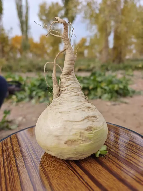 新疆阿克苏柯坪县白皮恰玛古5kg芜菁kalpin ak qamghur