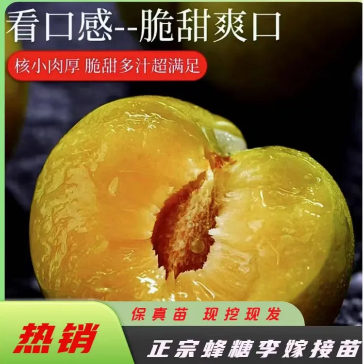 蜂糖李树苗,6-7月成熟正宗蜂糖李嫁接苗,基地直销 裸根苗