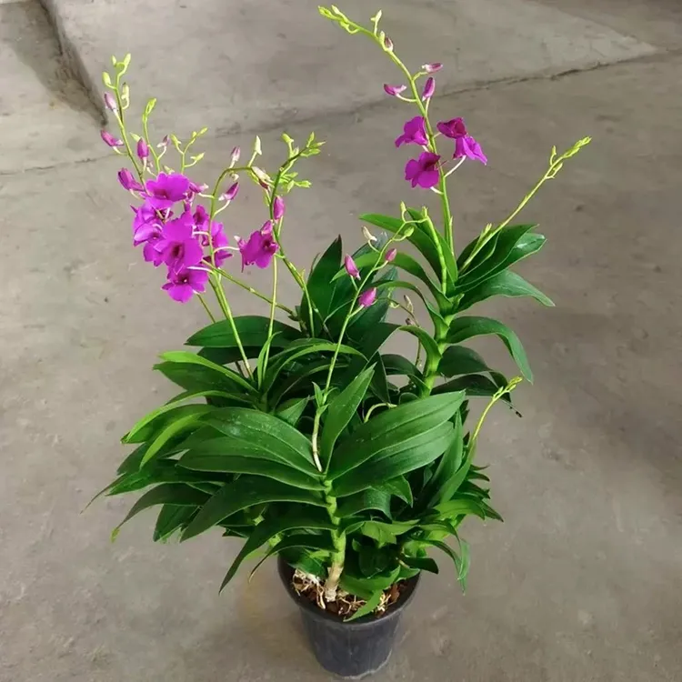 【120大杯花苞发货】朝阳红秋石斛带花盆栽好养易活适合办公室阳台