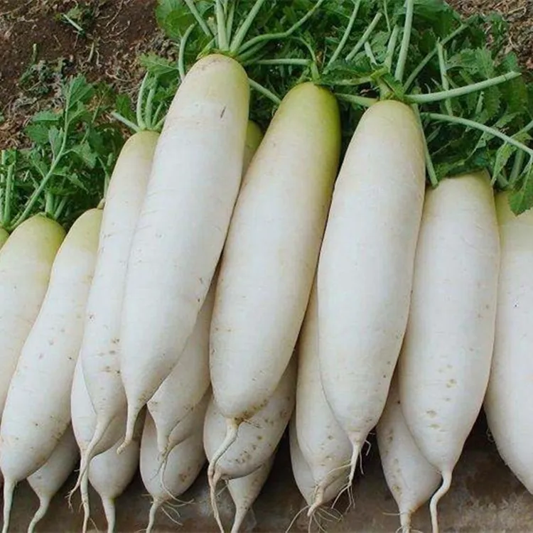九斤王白萝卜籽不空心新鲜脆甜多汁可生吃四季可种蔬菜玉米种子