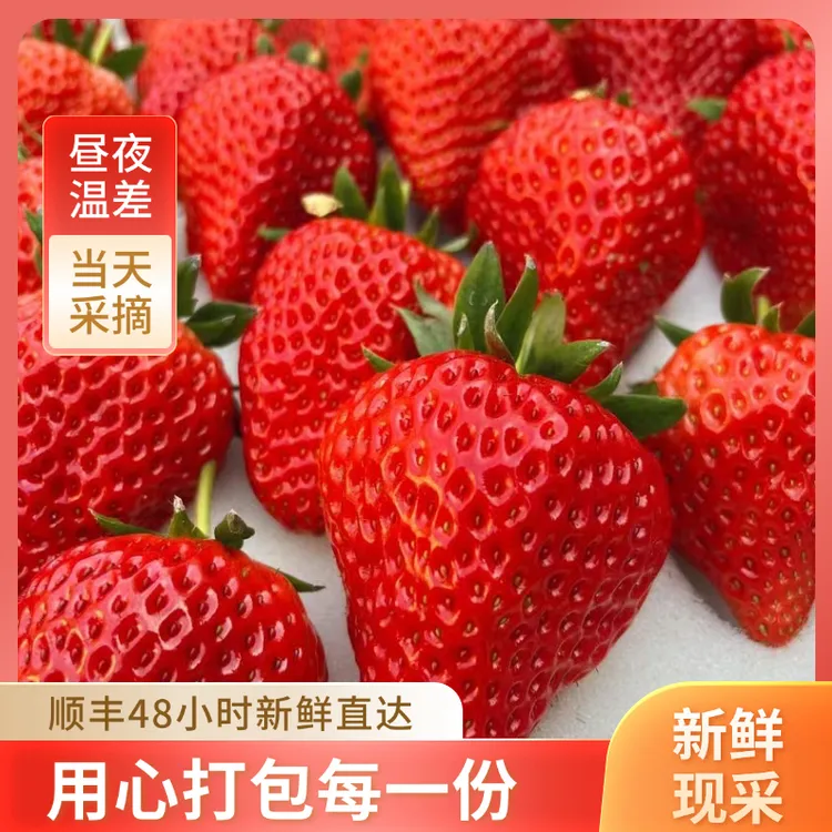 【现摘现发】丹东正宗九九草莓新鲜草莓现摘现发孕妇可食用顺丰包邮