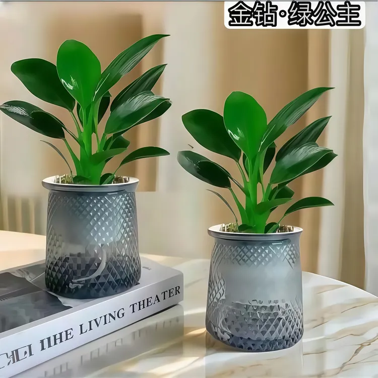 桌面四季常青金钻花卉绿植好养绿公主吸甲醛植物招财盆栽办公室内