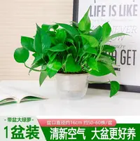 绿萝盆栽室内绿植好养净化空气除甲醛水培花卉