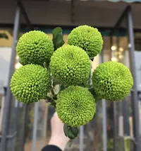 婵姐优选   绿色乒乓菊
